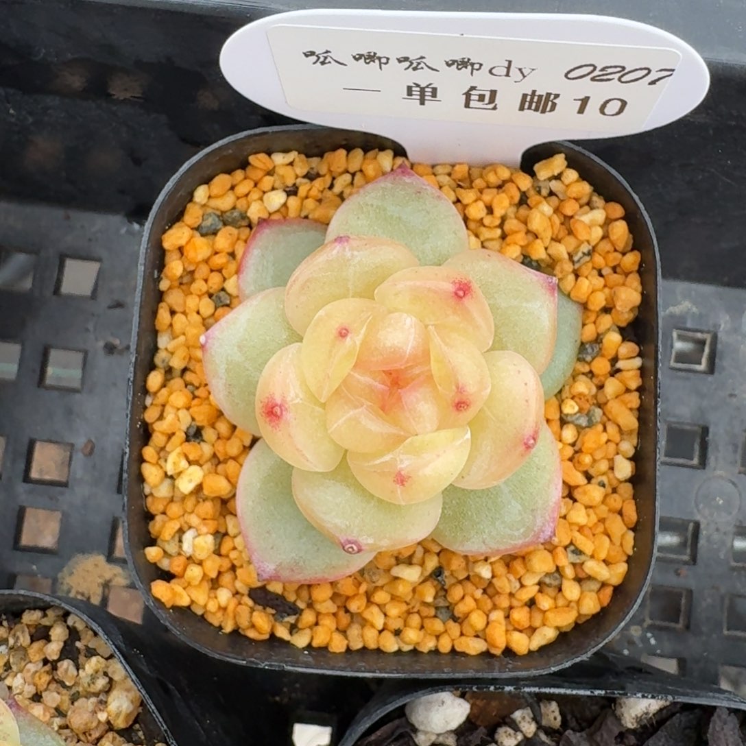 红陶0207-010-3015单头一颗