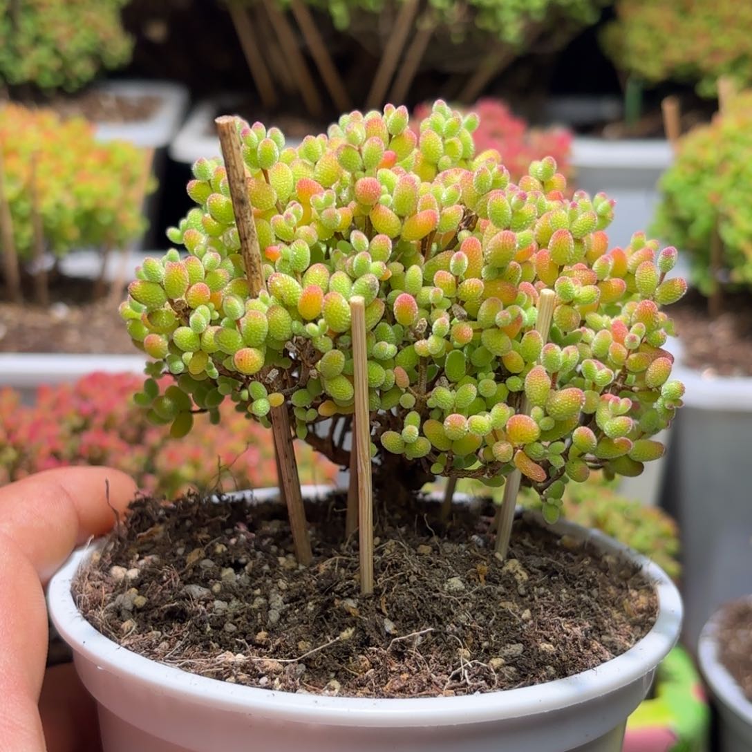 枝干番杏大金桔D346