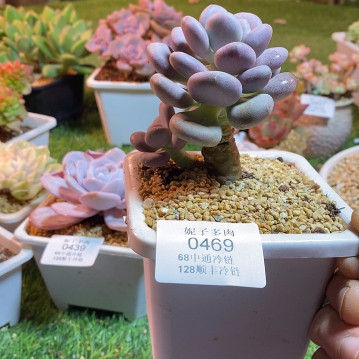 0469啊啊啊啊啊啊啊啊啊啊啊