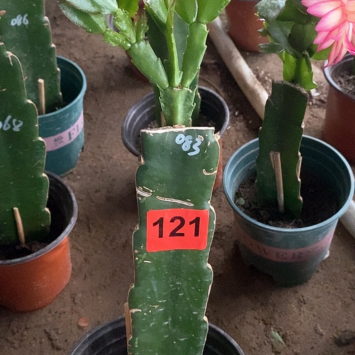 无花朵农****）083/121号加保温新疆不包邮