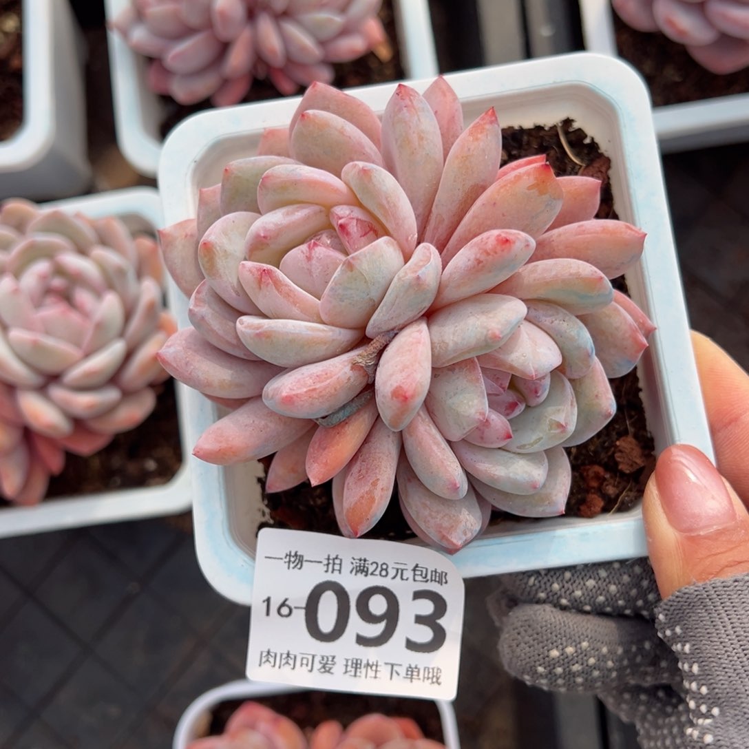 橙梦露多肉多肉多肉