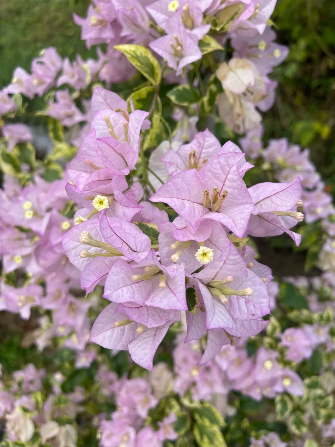 袋苗【金边丽娜】好喜花精品三角梅  【包对版】