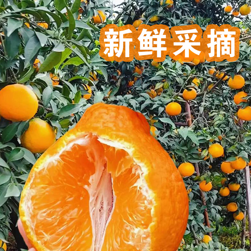 【爆汁】耙耙柑带箱6斤装39.9元耙耙柑四川省