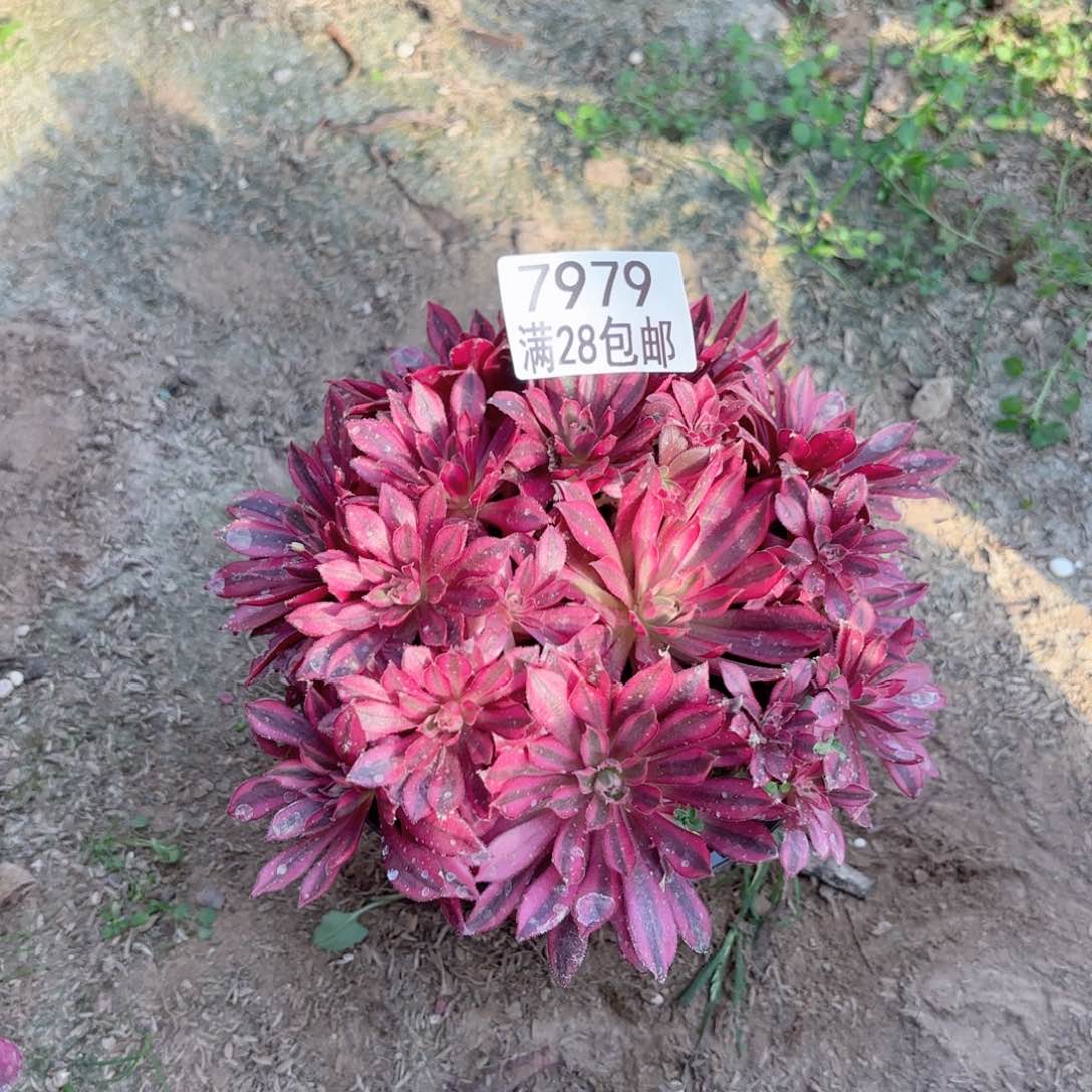 A. 7979凤凰超白多肉