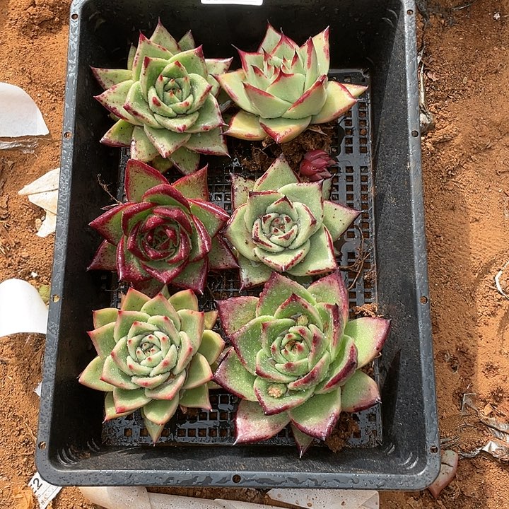 若如东云单拍A289