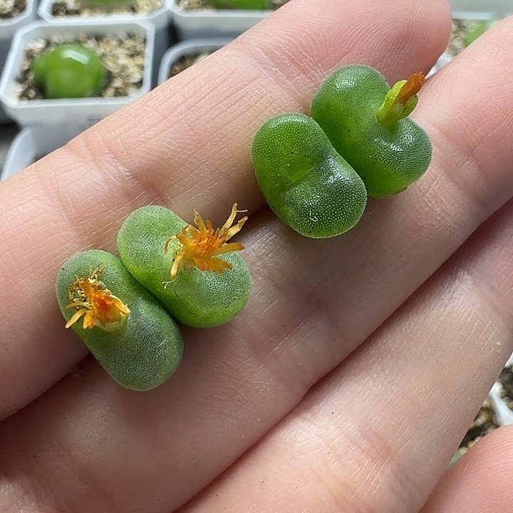 老马生石花双头水晶鞋2225