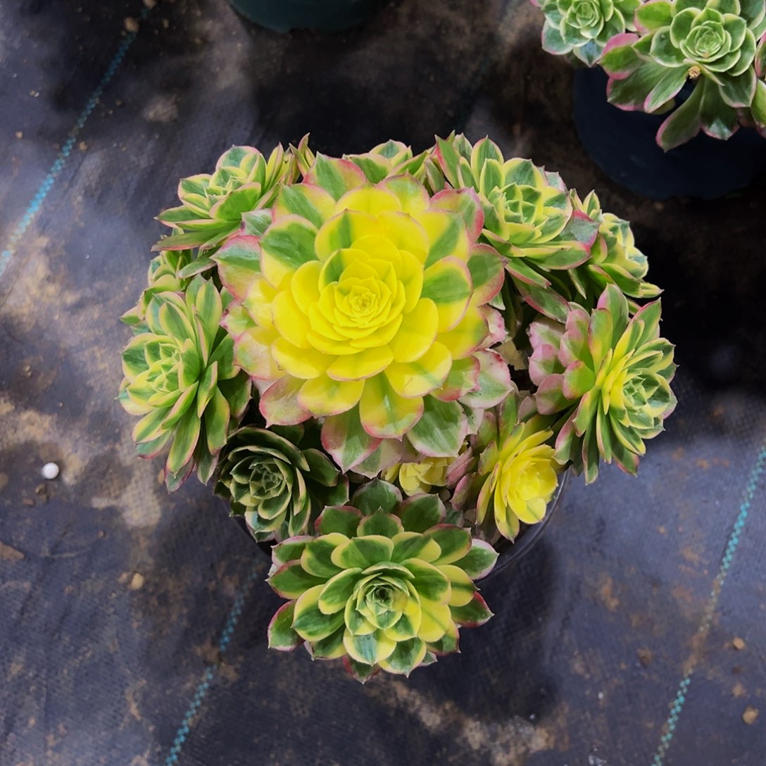 老庄爱心型海仙法师35.8