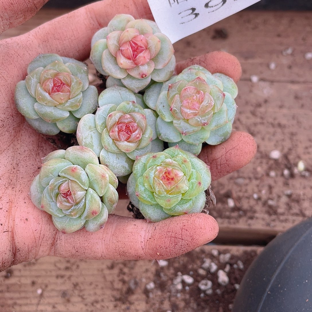 多肉植物多肉植物393
