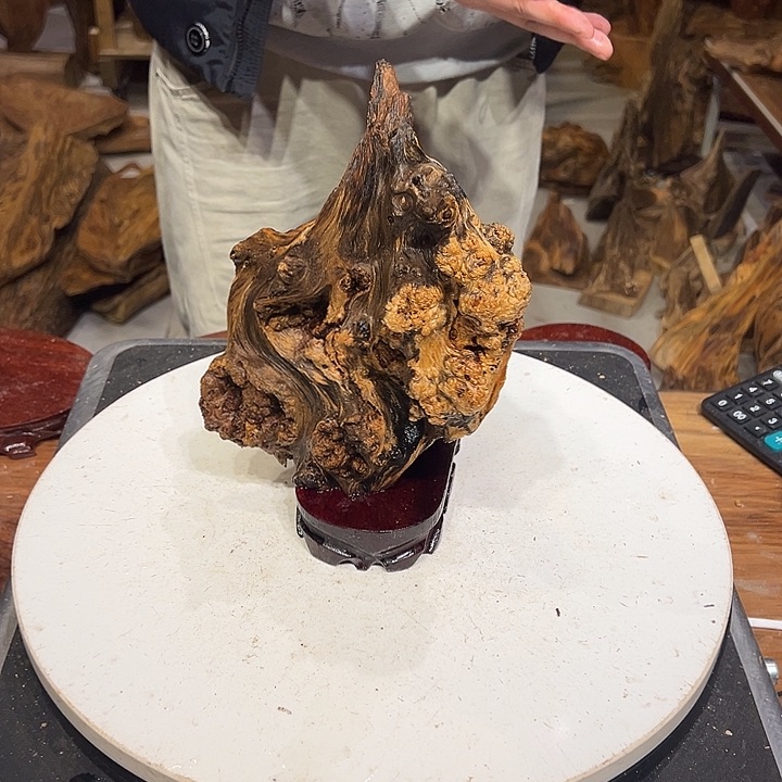 松木（琥珀木）༻****༺