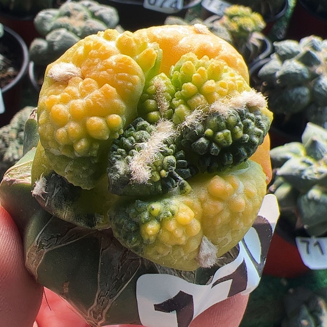 无花朵大尤龟甲牡丹锦110