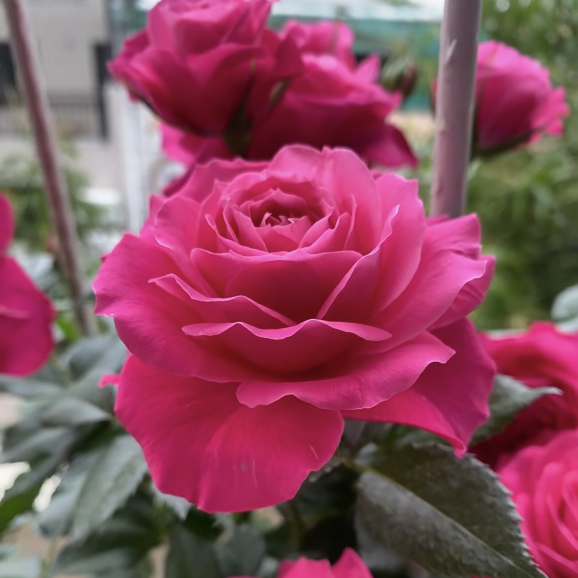 【维密花园】月季花多季开花易养活适合阳台庭院种植花卉盆栽