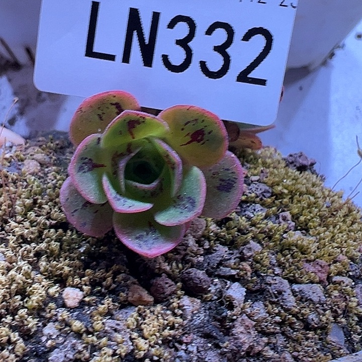 露妮陈陈332不知名群粉色妖姬纹侧芽