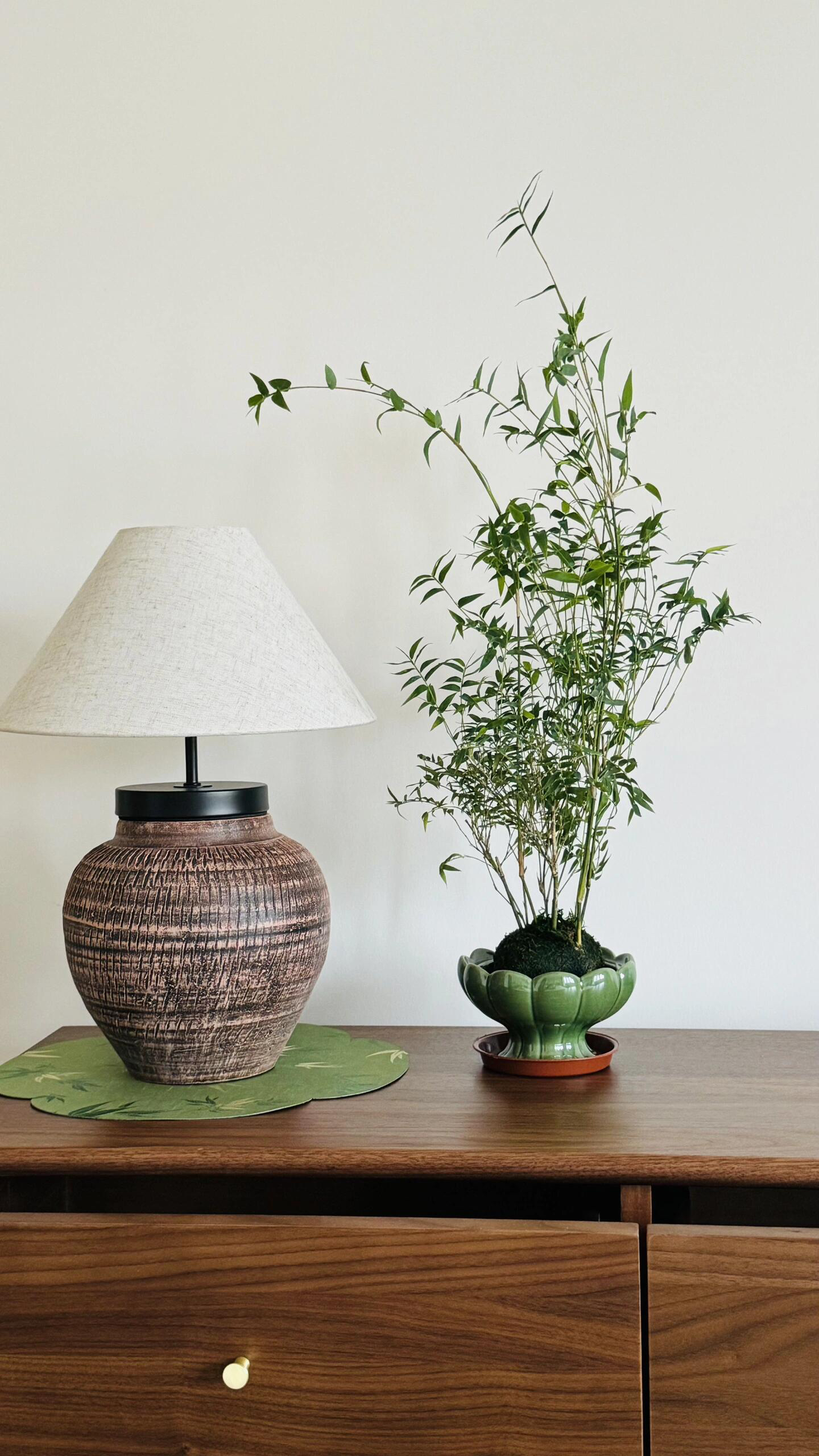 米竹盆栽苗基地直发室内外阳台客厅庭院耐寒耐热四季常青好养