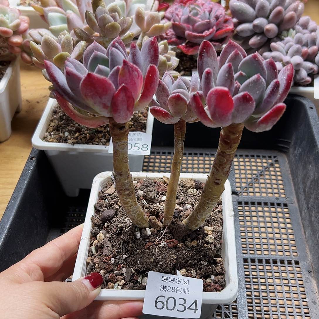 9号我们的确是一个6034