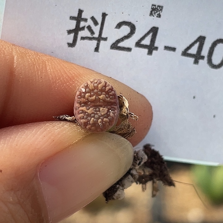 24-40马克杂多肉植物
