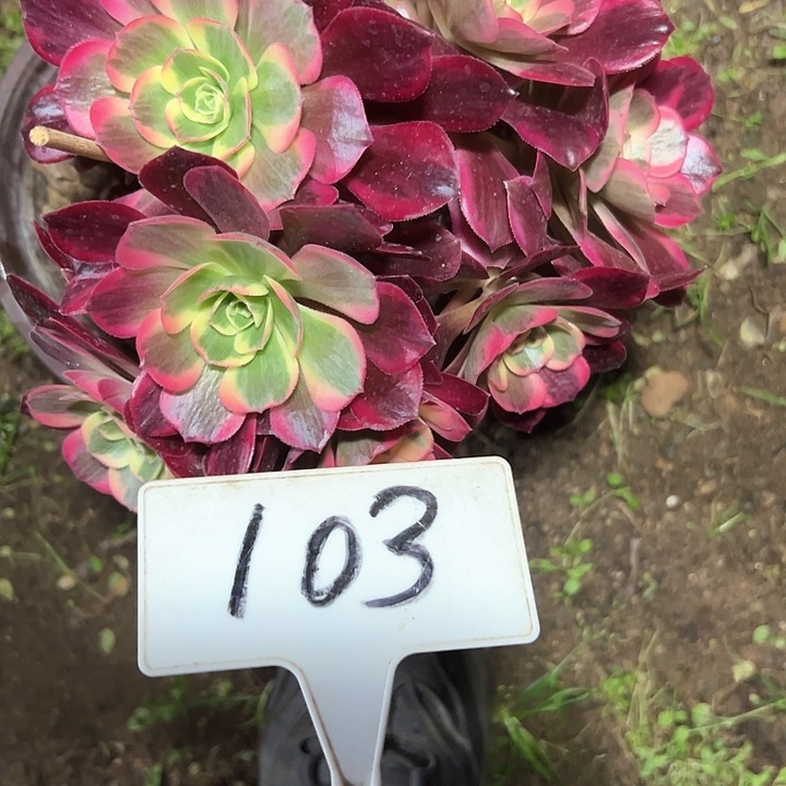 多肉植物美杜莎法师