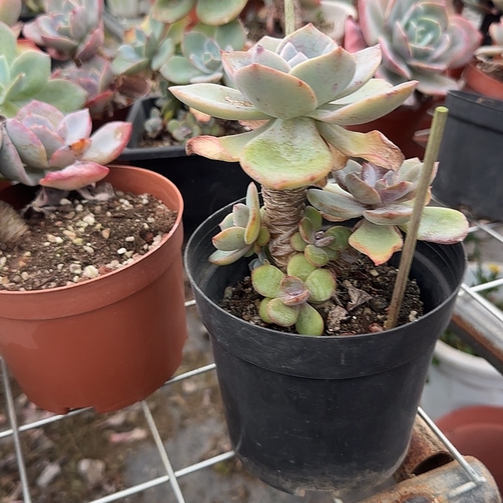 昕*273不售后白凤脱土发货不退不换