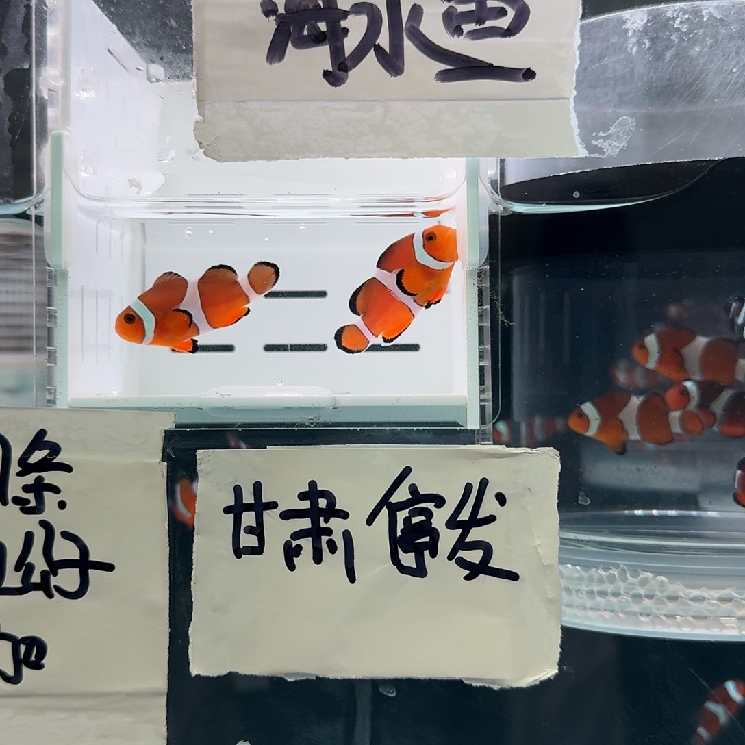 海水鱼4.5+配4+精品黑边公子一对