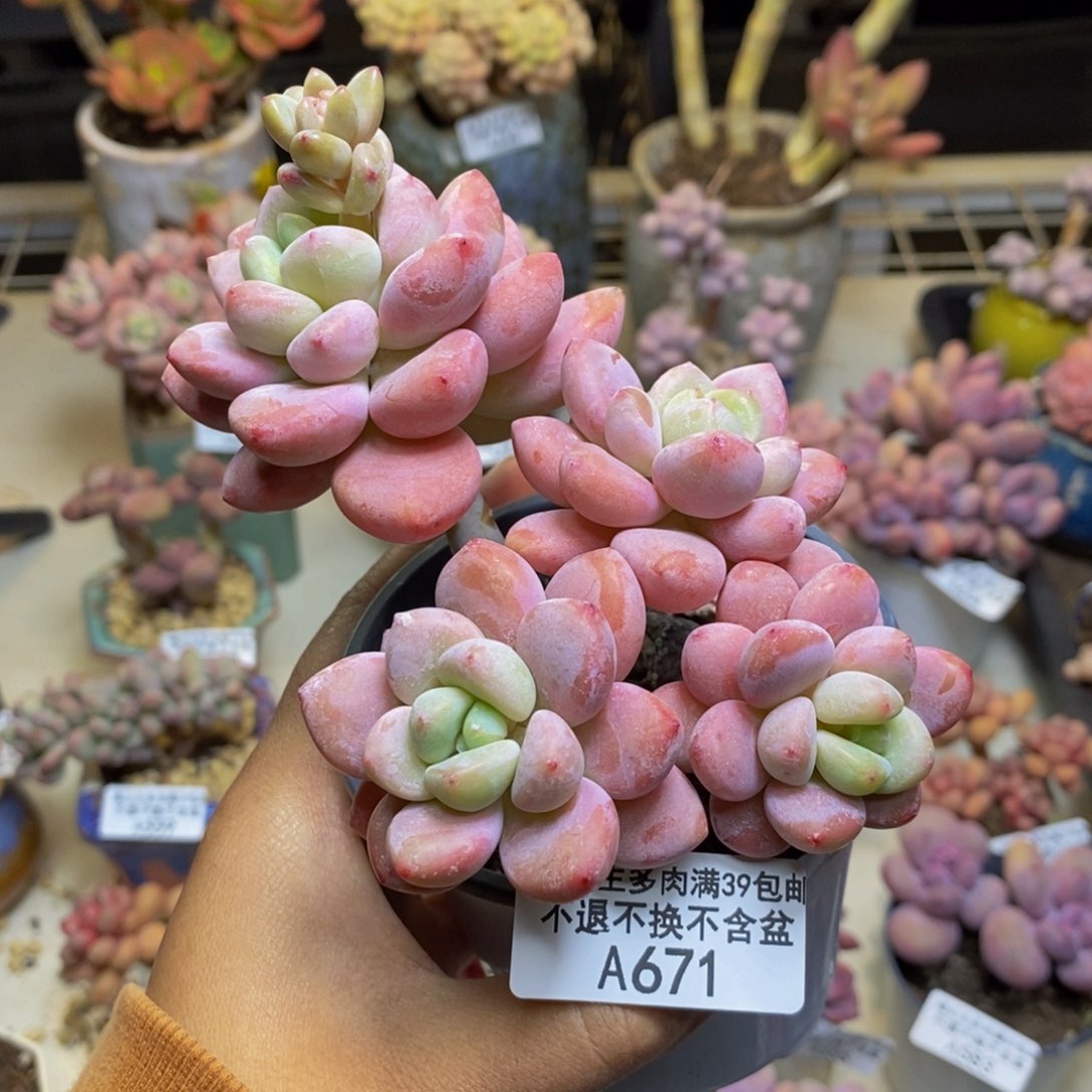 671樱花洛神多肉8c m