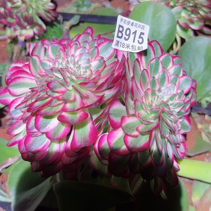 多肉法师荔枝缀化