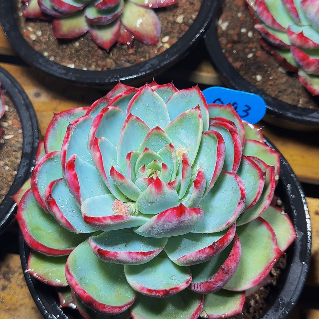 惊鸿仙子一物一拍843号