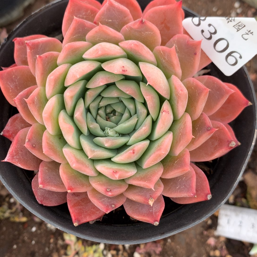  8306杂交多肉老桩