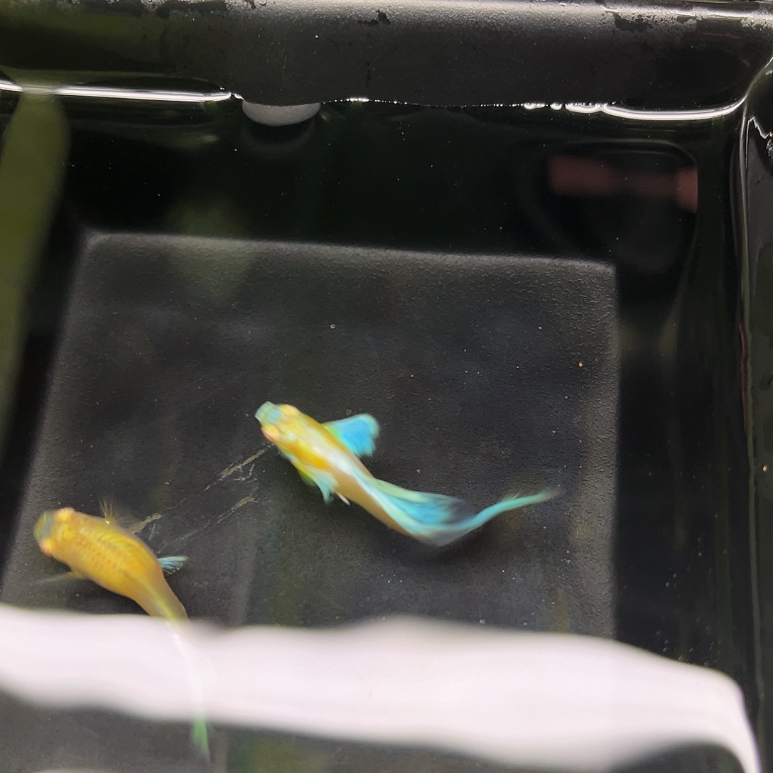 孔雀鱼蓝白飞船一对