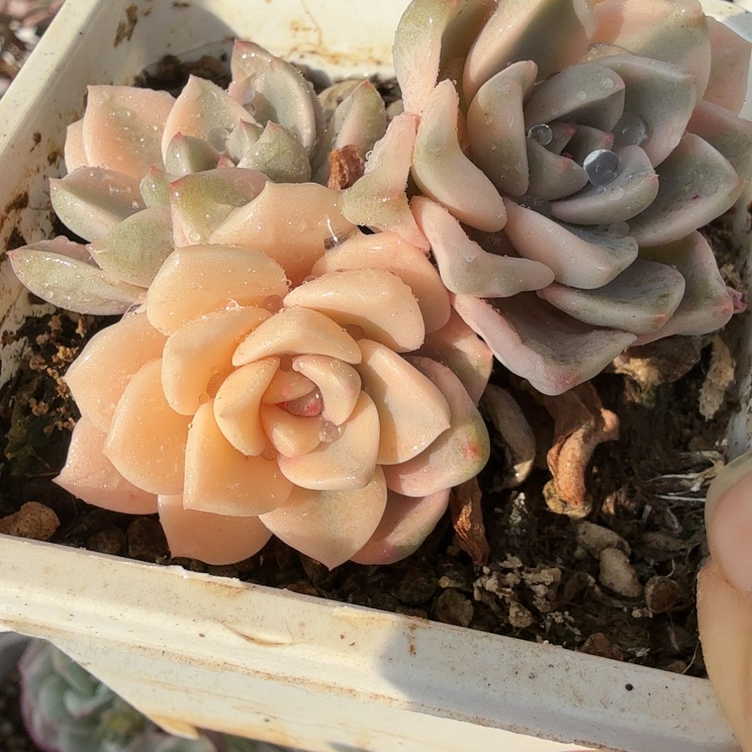 红粉佳人底座，多肉植物