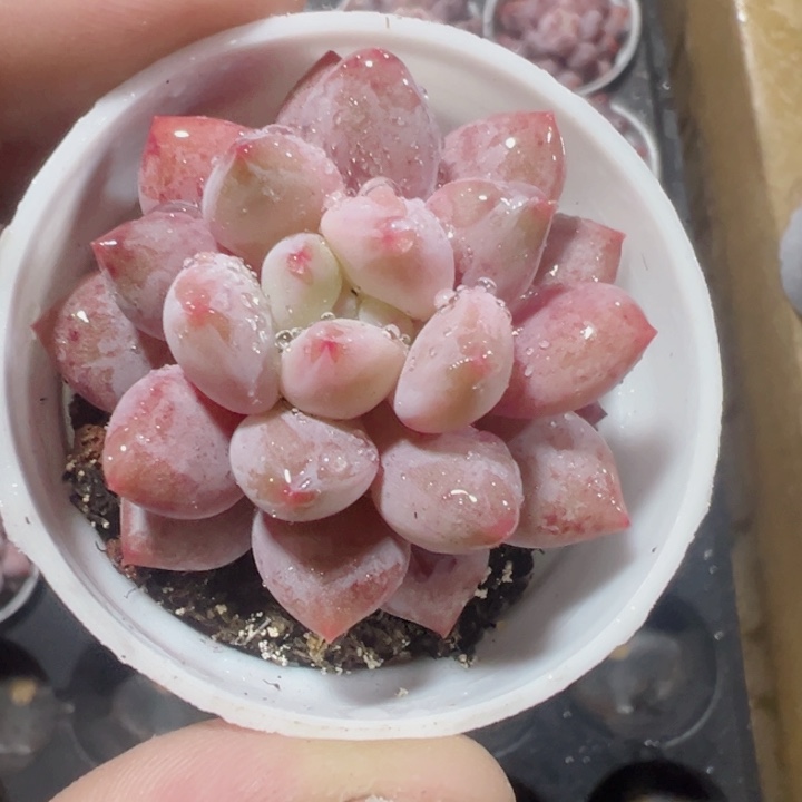 半夏精品多肉植物大战