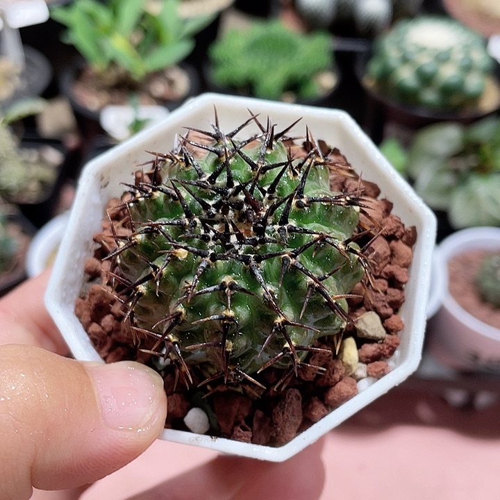 799黑刺凤头仙人球