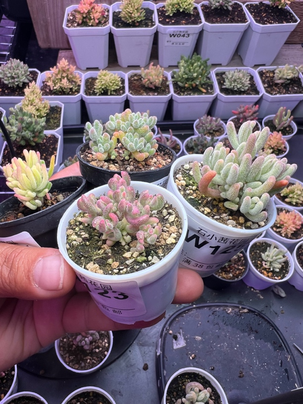 樂意专拍多肉植物枝干番杏