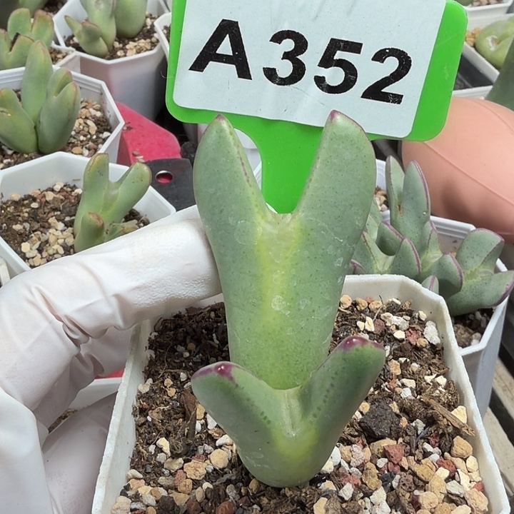 352mmmmmmmmmmmmmnmmm