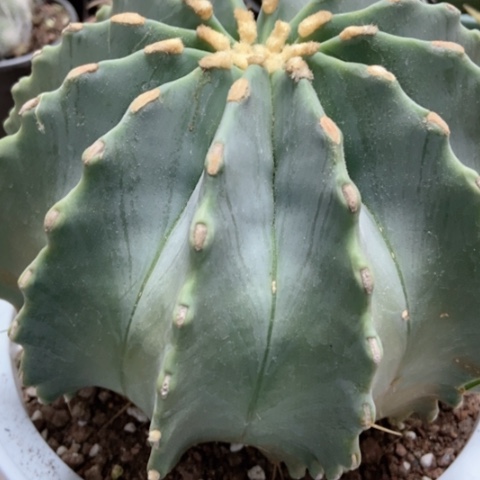 王冠龙仙人球50米