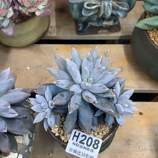 瘦体哥特自然群208 亏本处理退款拉黑7-8天发货