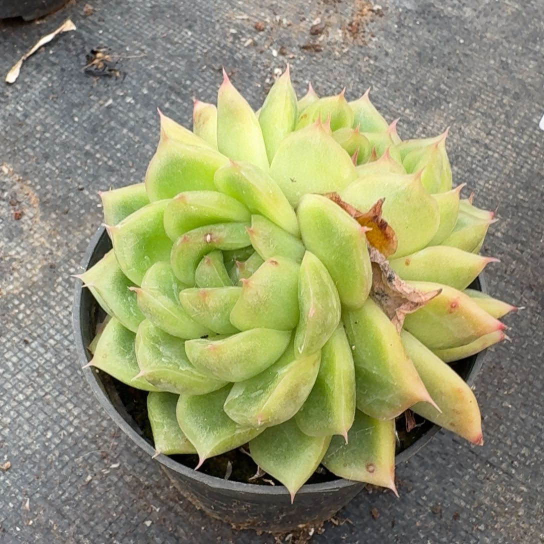 多肉杂交一物一拍24-241