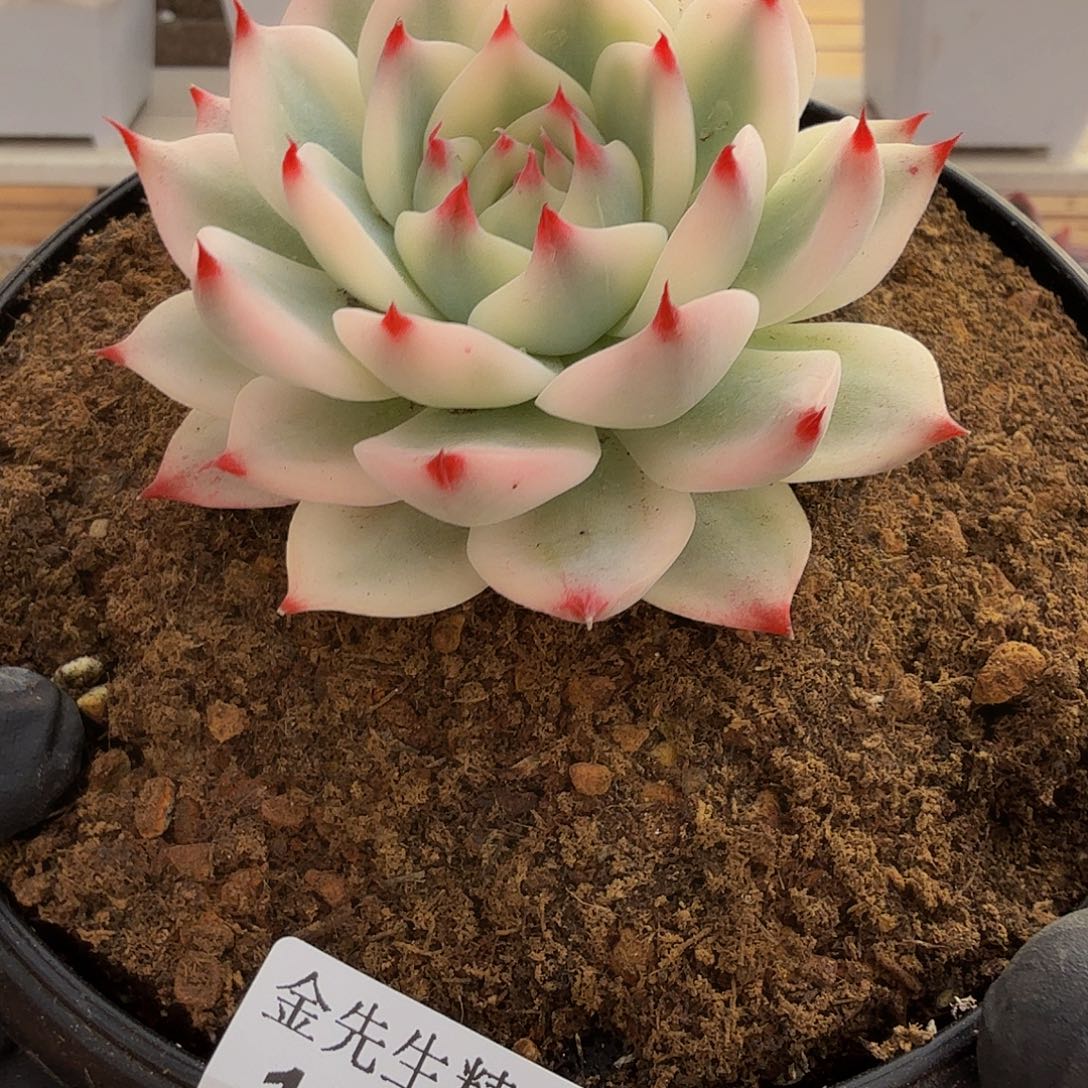 1208-121吉娃娃锦单头