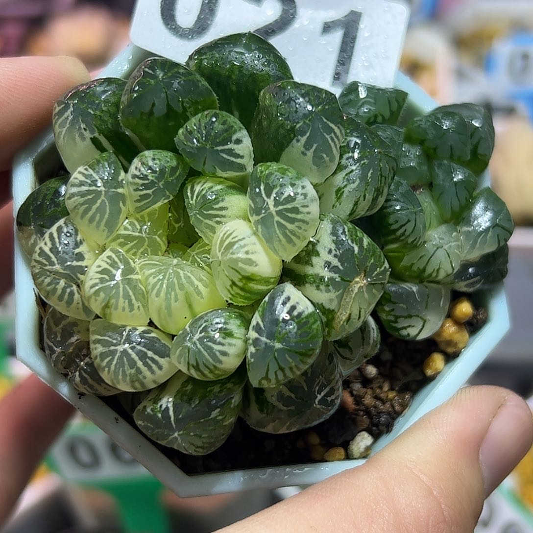 塑料皮锦十二卷多肉植物