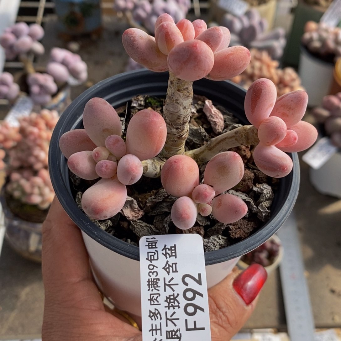 烟花奶酪992/6c m