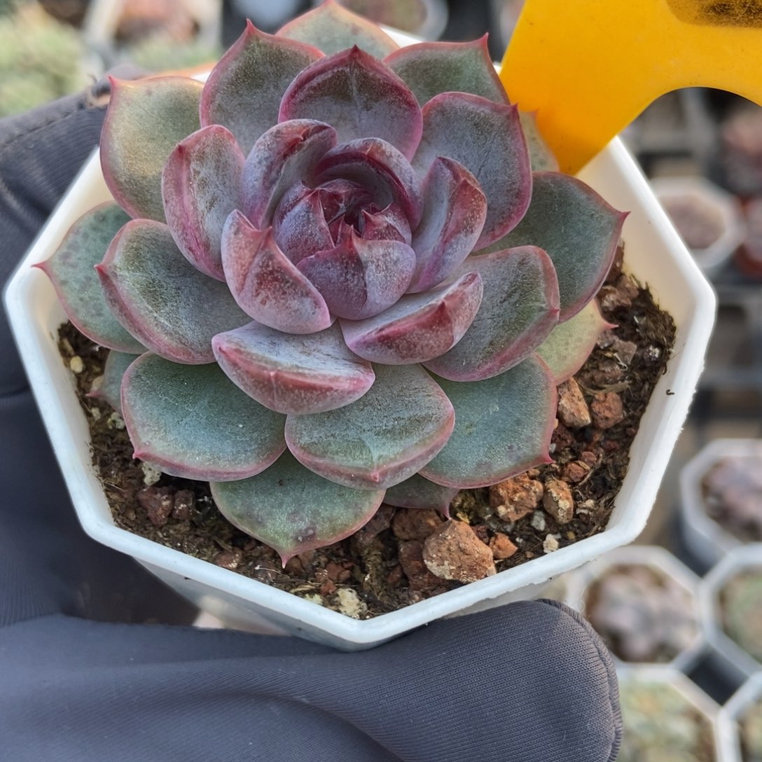 1615蓝色妖姬多肉植物