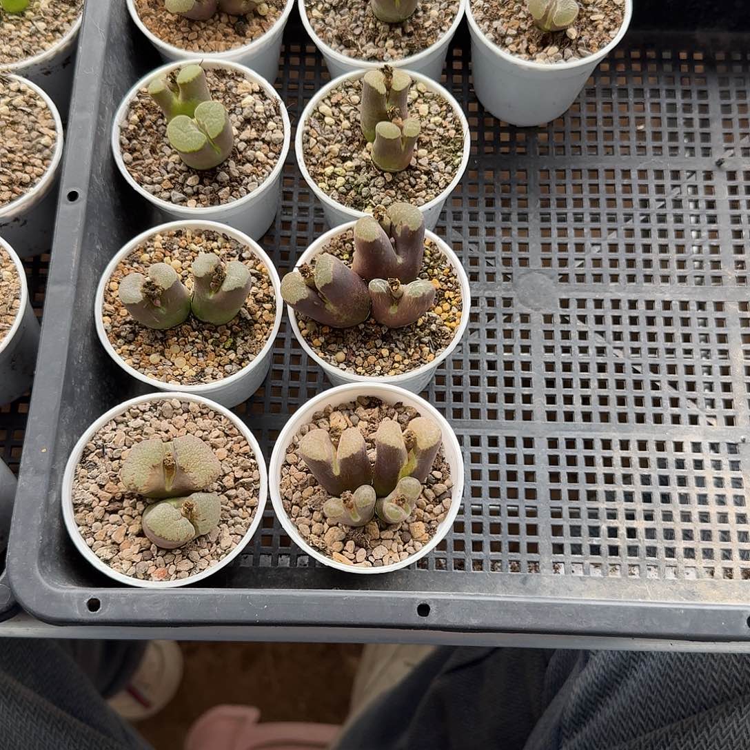 多肉磁铁一筐啊啊啊