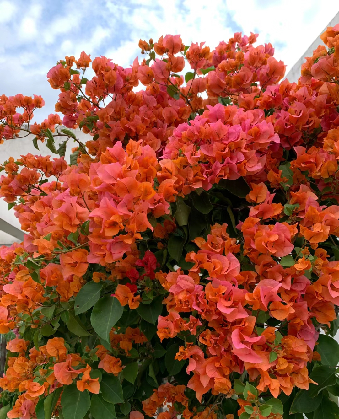 等【18.8系列三角梅】1加仑盆室内室外种植好养易活爬藤盆栽--单盆