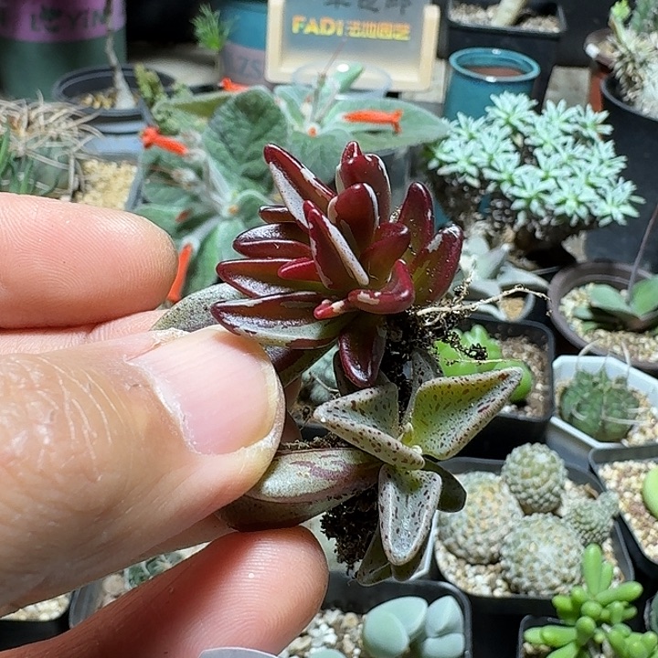 783京鹿之子2个一份脱土发货