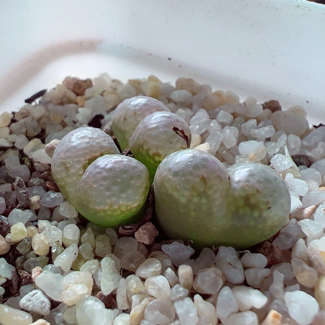 87-763多肉多肉勋章勋章