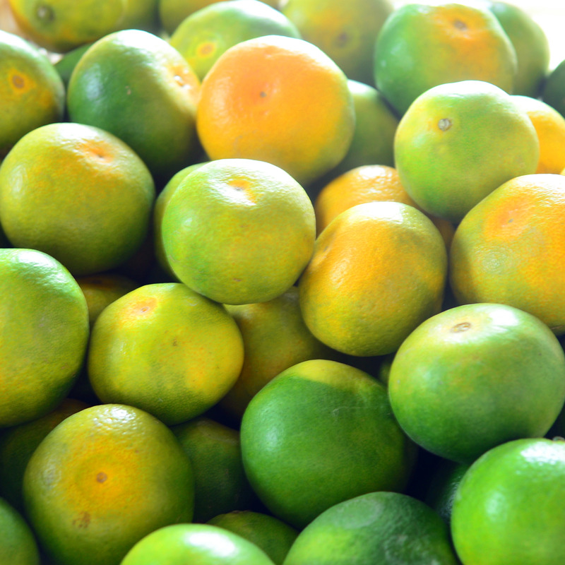 现摘宜昌蜜桔薄皮新鲜青皮橘子多汁孕妇水果应季酸甜无籽整箱5斤