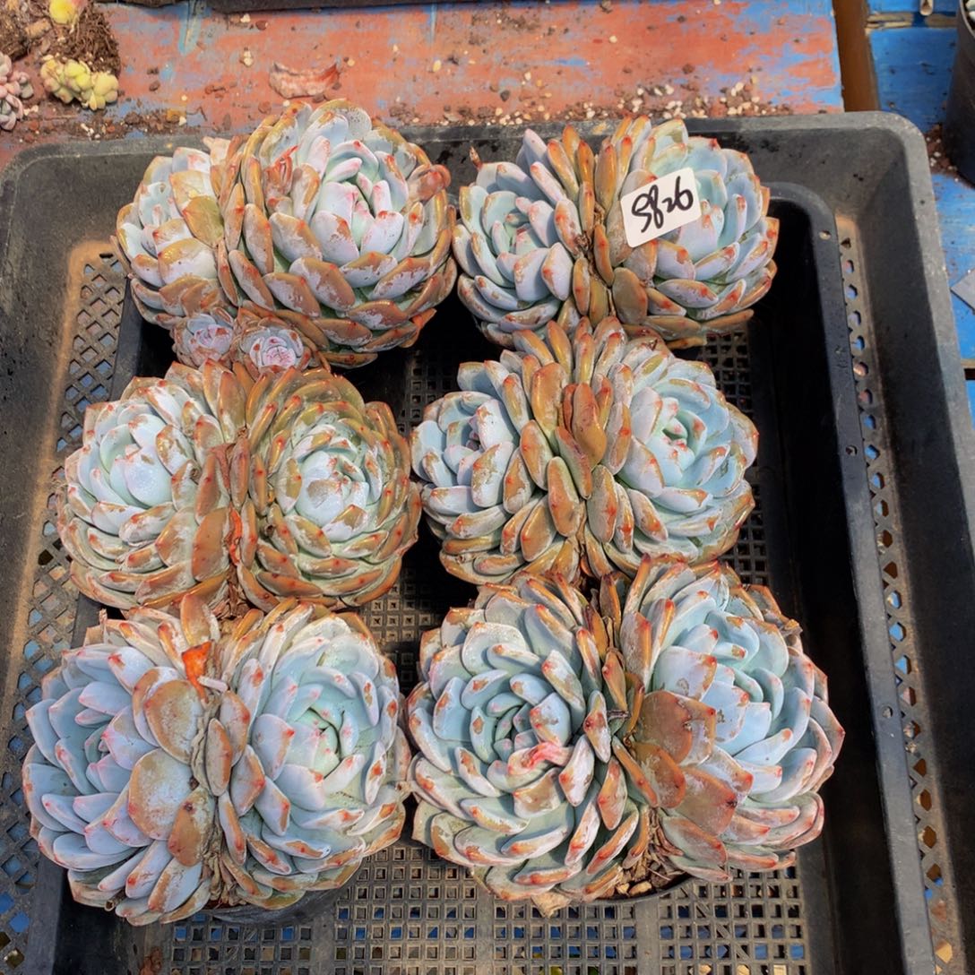 9826六个嗯嗯嗯嗯嗯嗯好喜欢