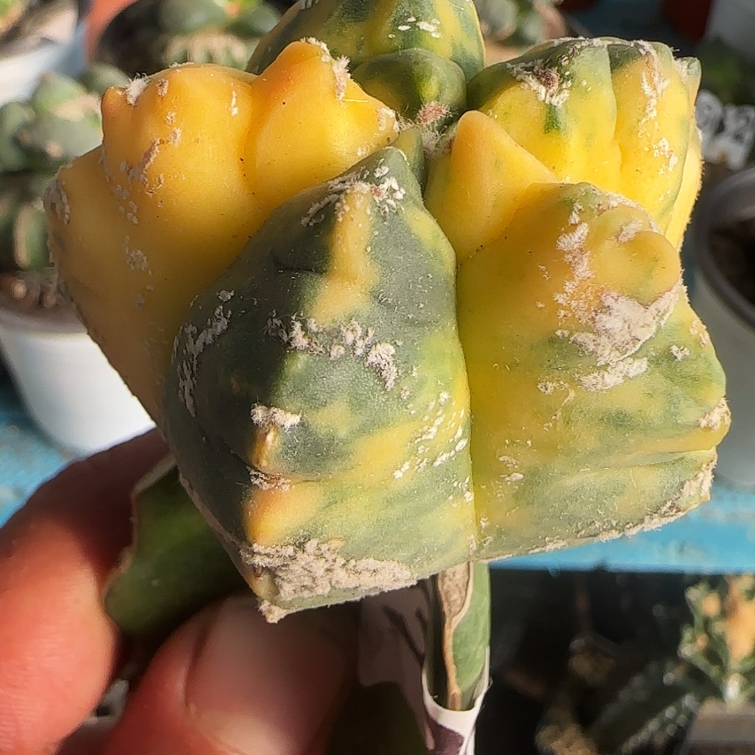龟甲鸾锦338。        