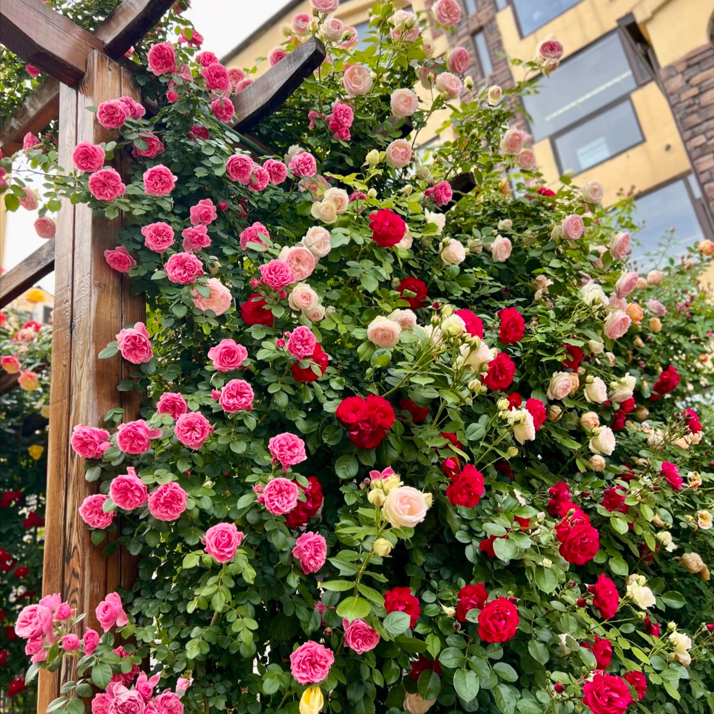 爬藤月季花苗藤本植物多季开花蔷薇耐寒耐晒易活阳台庭院植物花苗