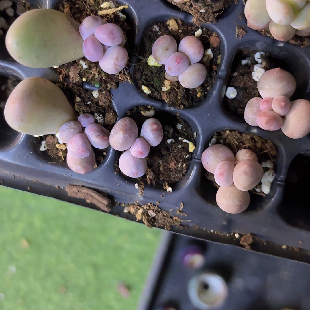 Mike奶单头一颗量拍