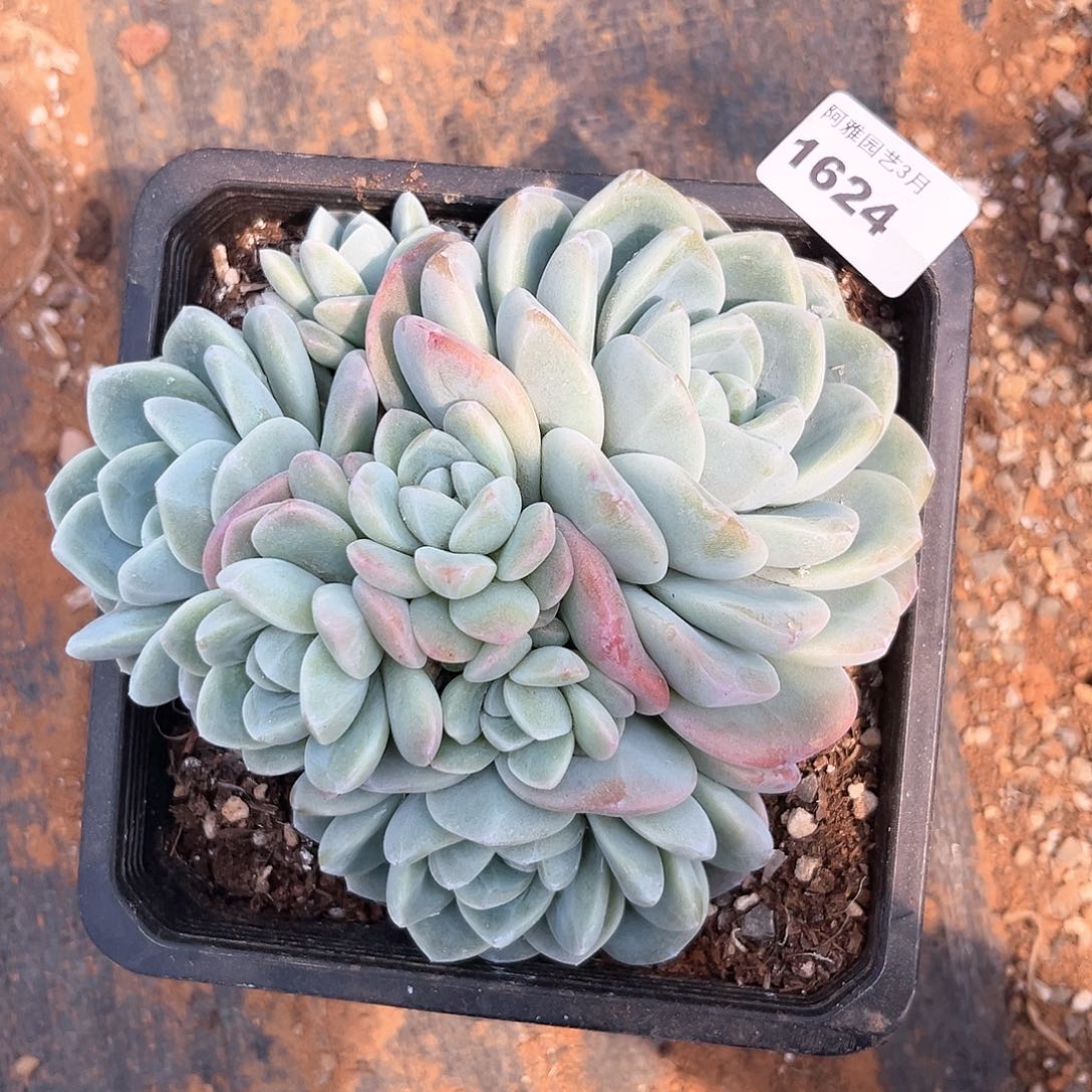 阿雅园艺。   1624