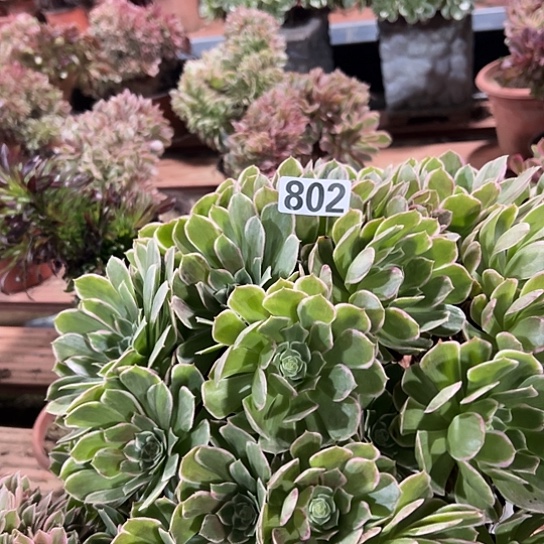 铁***主多肉植物一个孔雀802